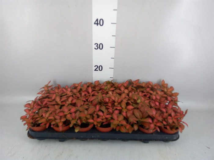 <h4>Fittonia verschaf. 'Red Star'</h4>