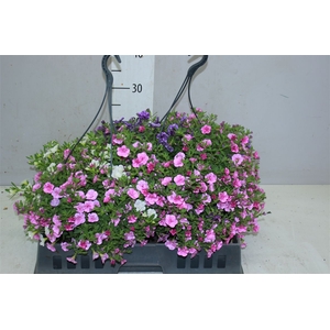 Calibrachoa Duobell Mix Per Hangpot