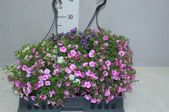 <h4>Calibrachoa Duobell Mix Per Hangpot</h4>