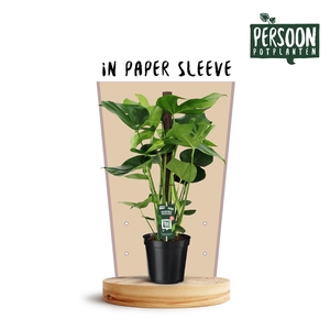 Monstera Deliciosa 70 kratiste stok Papieren Hoes