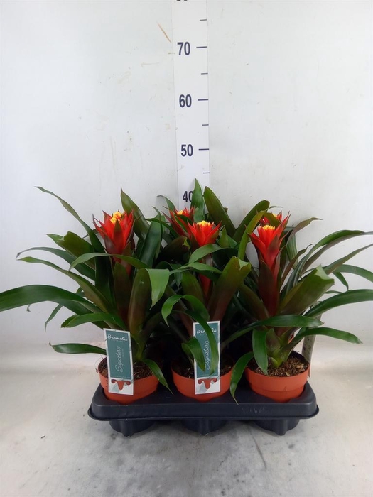 <h4>Guzmania  'Happyness'</h4>
