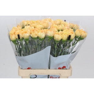 Dianthus St Reina Oro