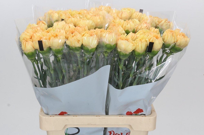 <h4>Dianthus St Reina Oro</h4>