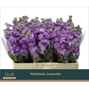 MATTH FIGARO LAVENDE