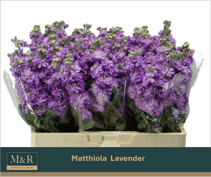 <h4>MATTH FIGARO LAVENDE</h4>