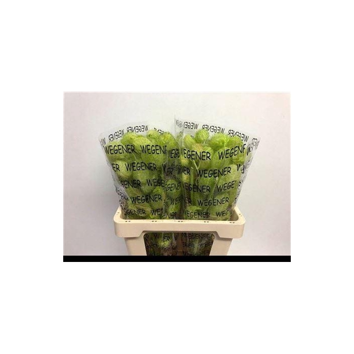 <h4>Gom Fr Moby Dick</h4>