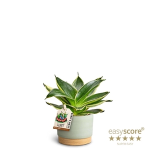 SANSEVIERIA TRIFASCIATA