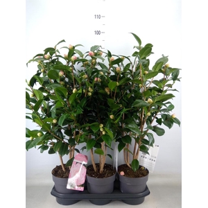 Camellia japonica