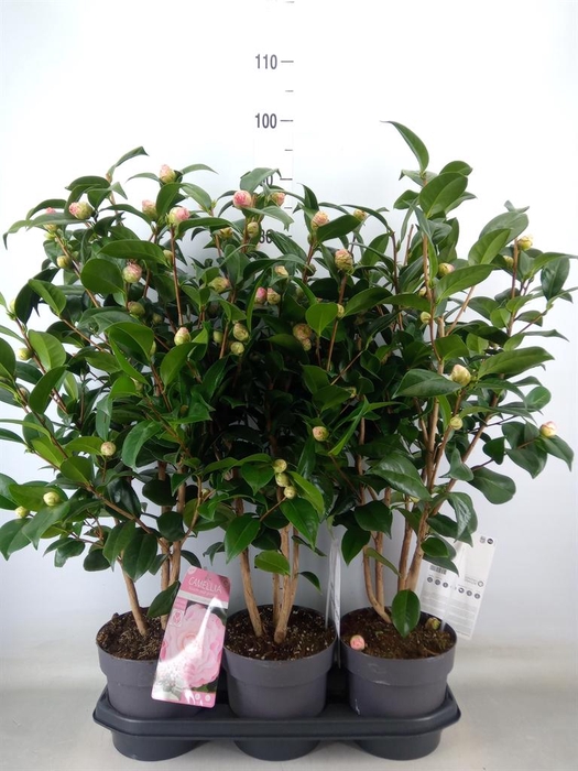 <h4>Camellia japonica</h4>