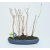 Ginkgo