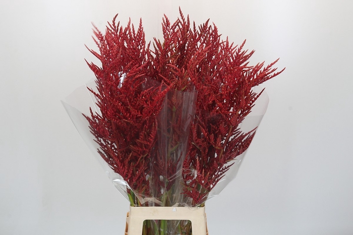 <h4>Bromelia Red Paloma</h4>