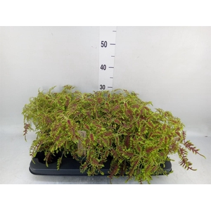 Plectranthus col.   ...