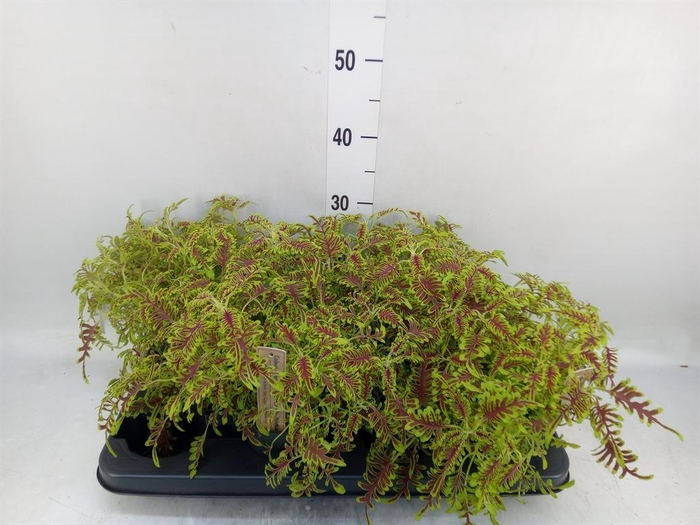 <h4>Plectranthus col.   ...</h4>