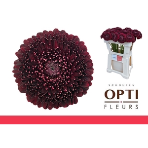 GE MB POM BLACKPEARL-Water