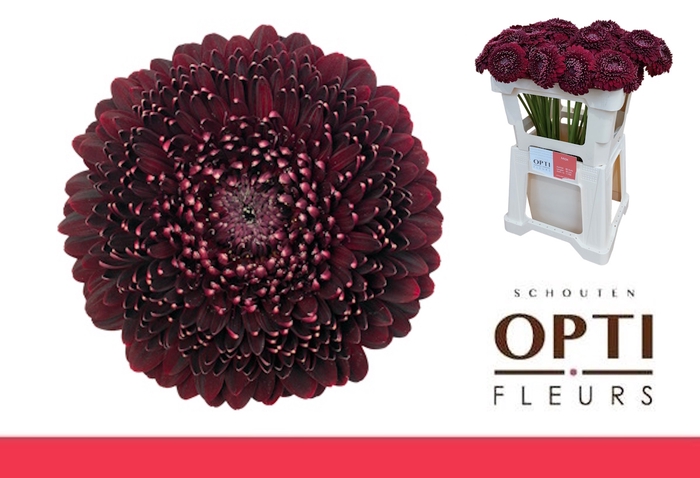 <h4>GE MB POM BLACKPEARL-Water</h4>