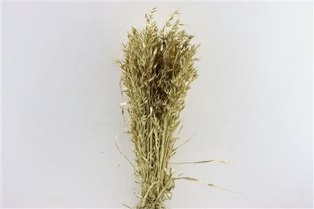 Dried Avena Gold Bunch