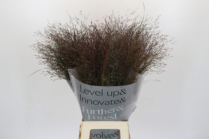 <h4>Panicum Virgatum Warrior</h4>