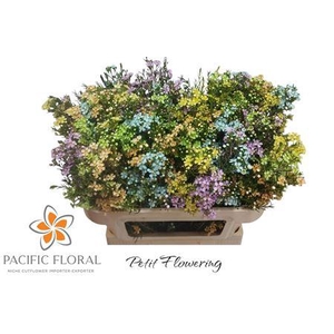 Chamelaucium Klb Mixed Pastel