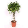 Ficus Exotica