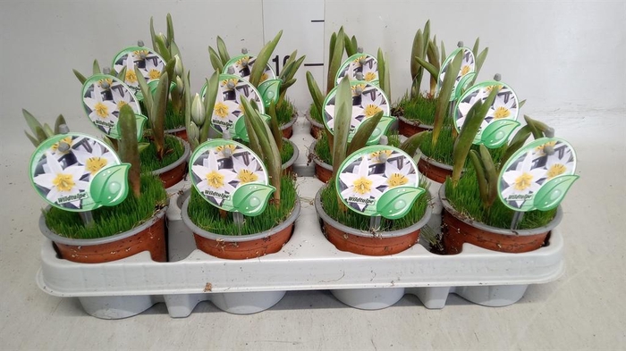 <h4>Tulipa   ...</h4>