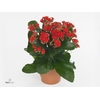 Kalanchoe Rosalina Rood Le Chic