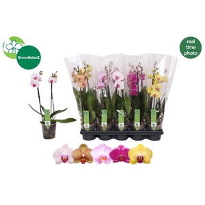 PHAL GEM