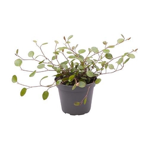 MUEHLENBECKIA COMPLEXA p6