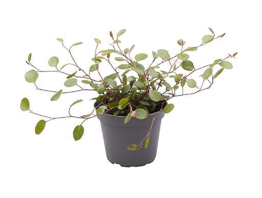 <h4>MUEHLENBECKIA COMPLEXA p6</h4>