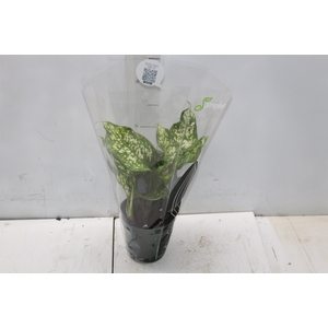 AGLAONEMA VARIADA P12 PREMIUM