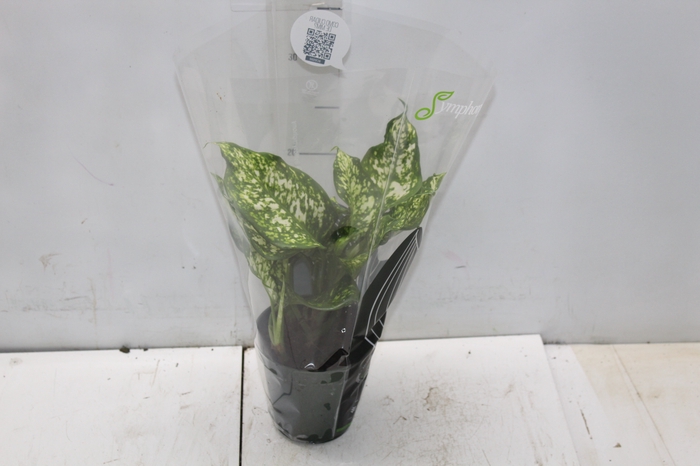 <h4>AGLAONEMA VARIADA P12 PREMIUM</h4>