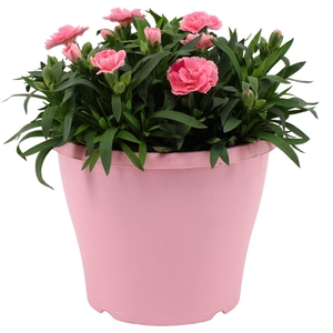 Hello Spring Dianthus Oscar in 19 cm Terras pot Roze