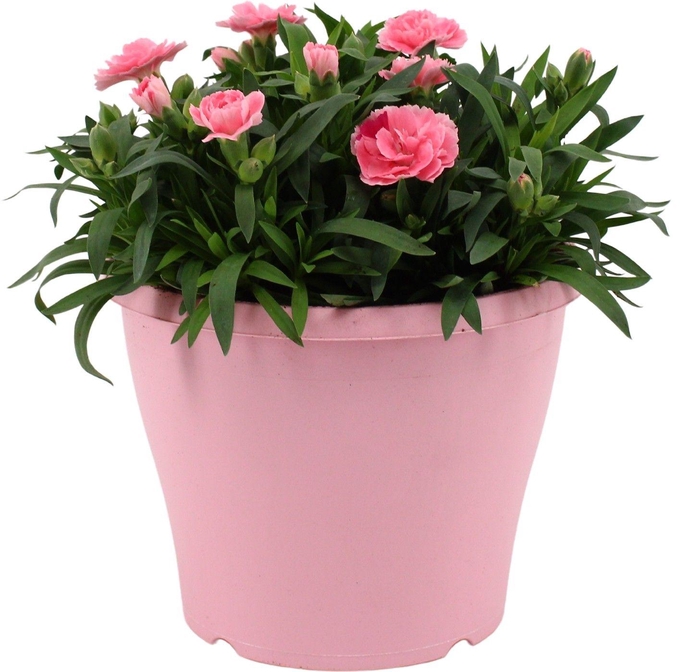 <h4>Hello Spring Dianthus Oscar in 19 cm Terras pot Roze</h4>