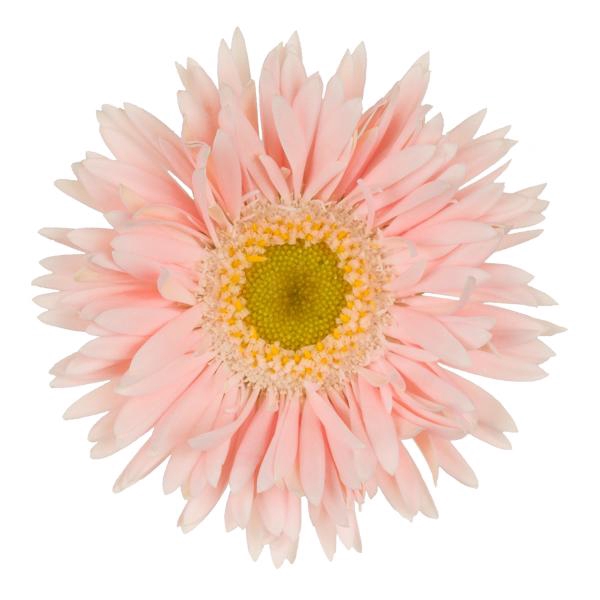 <h4>GE MS GERSP HONEY</h4>