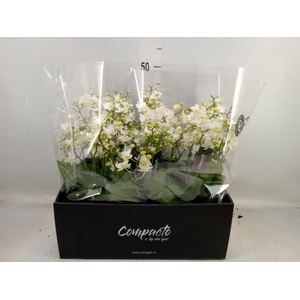 Phalaenopsis multi. 'Cream Punch'