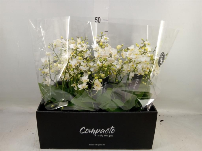 <h4>Phalaenopsis multi. 'Cream Punch'</h4>