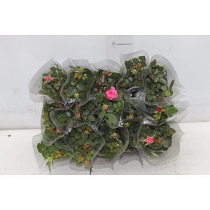 ROSEIRA MINI P06