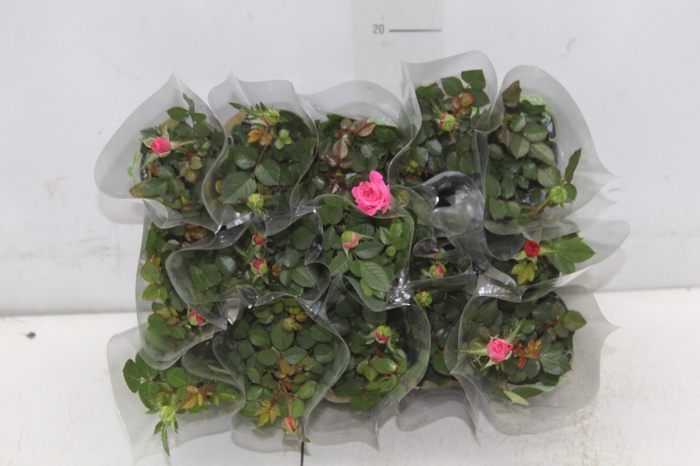 <h4>ROSEIRA MINI P06</h4>