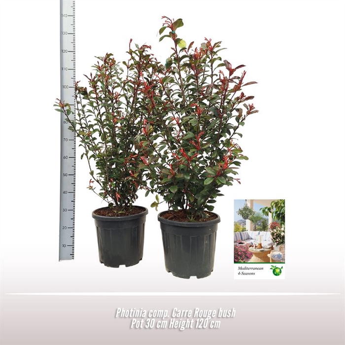 <h4>Photinia Comp. Carre Rouge struik</h4>