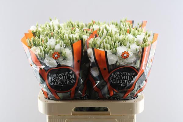 <h4>Eust G Rosita White</h4>