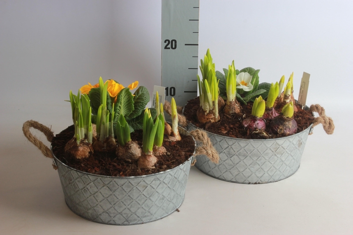 <h4>ARR BOL KNOLGEWAS</h4>