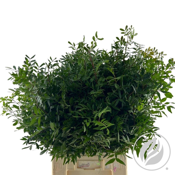 <h4>Pistache 60cm Extra</h4>