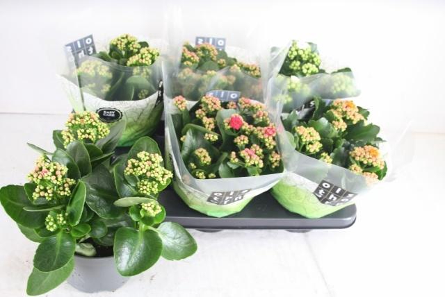 <h4>KAL GE GEM 4 KL</h4>