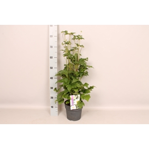 vaste planten 19 cm  Anemone Whirlwind 