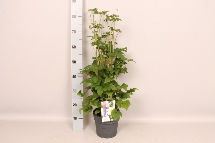 vaste planten 19 cm  Anemone Whirlwind 