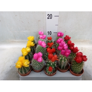 Cactus   ...decorated