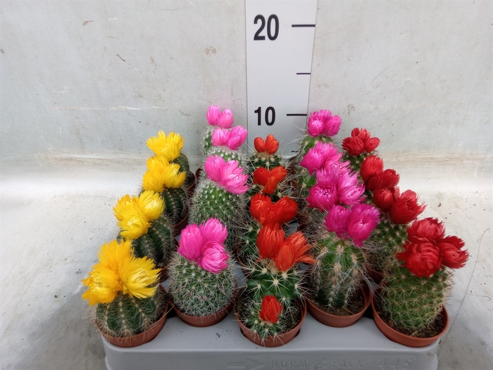 <h4>Cactus   ...decorated</h4>