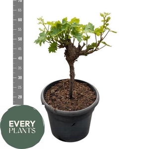 VITIS VINIFERA