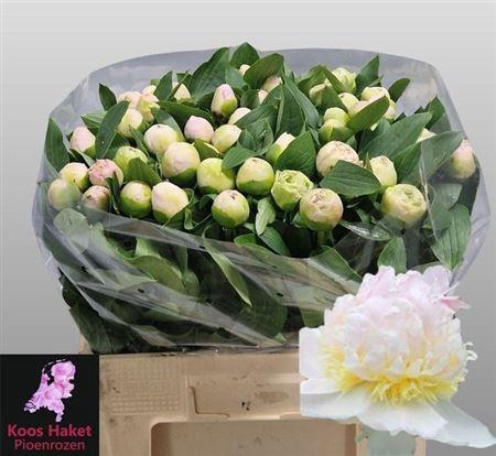 <h4>Paeo L Top Brass</h4>