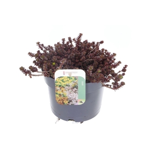 Sedum spurium Purple winter
