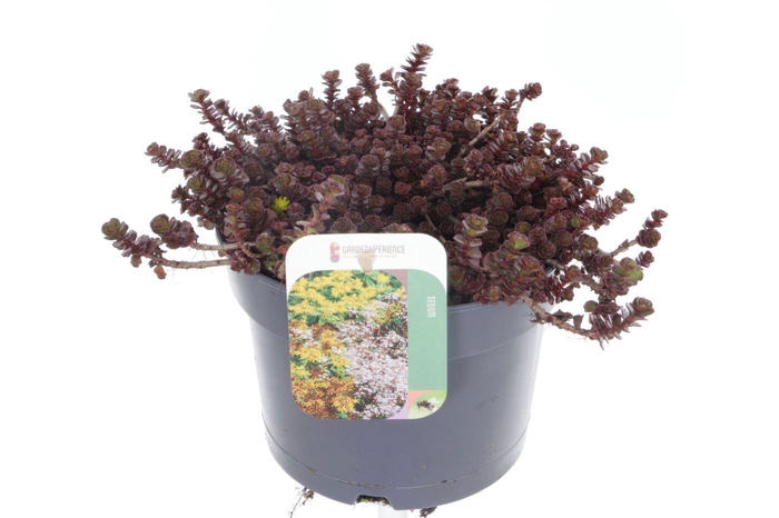 <h4>Sedum spurium Purple winter</h4>